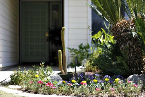 Detail of a garden with flowers and cacti in the front of a house