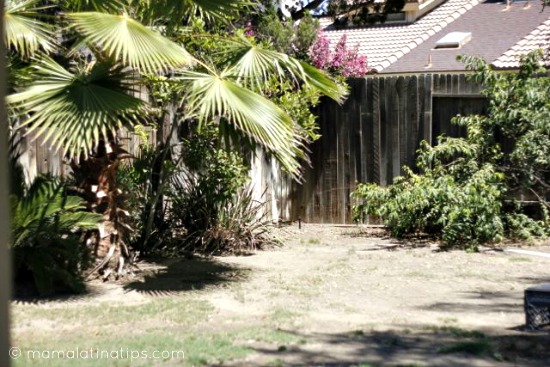 Un jardín trasero de una casa con palmas en la parte izquierda y un árbol en la parte derecha. 