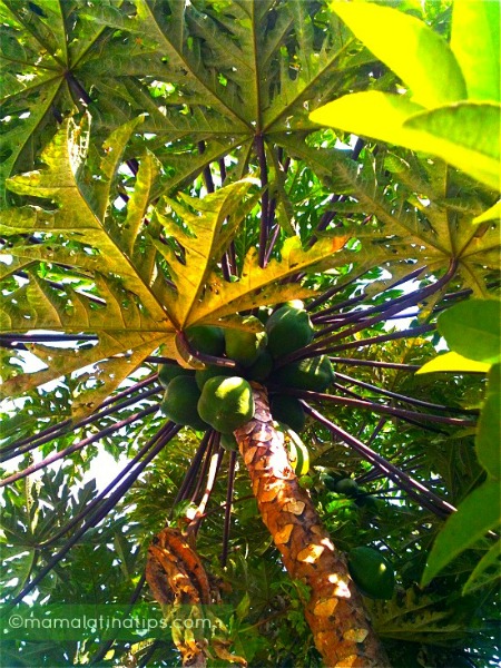 low hanging papaya picked4