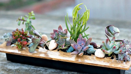 a centerpiece of succulents on a wooden table