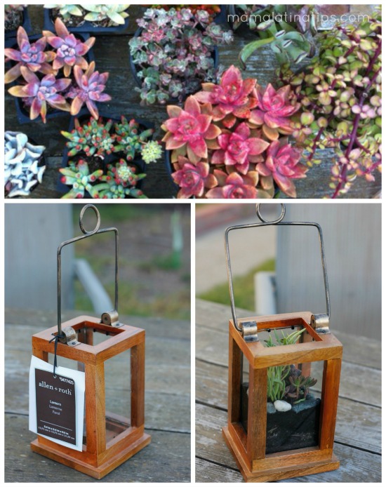 collage con plantas suculentas