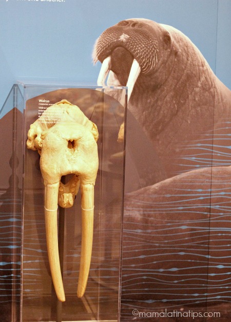 academy-sciences-skulls-walrus