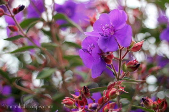 Purple flowers by MamaLatinaTips.com
