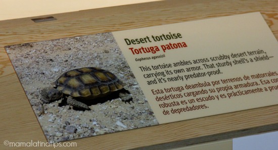 Tortoise display at ¡Viva Baja! Exhibition at Monterey Aquarium - mamalatinatips.com
