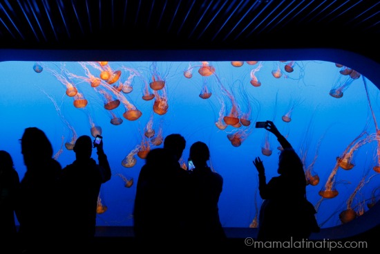 Jelly Fish at Monterey Aquarium - mamalatinatips.com