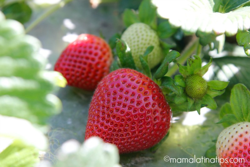 A strawberry plant with a couple of ripe and a few unripe strawberries.