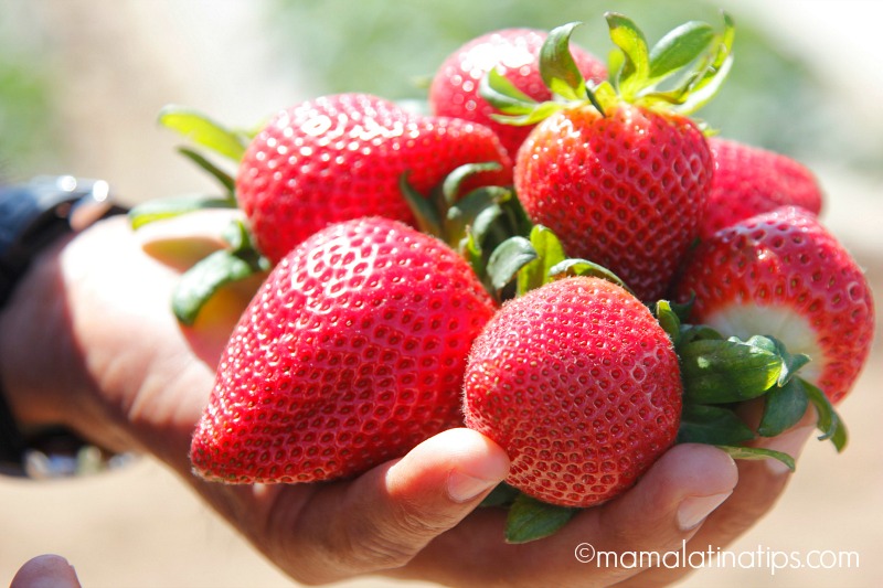Strawberries on hand - mamalatinatips.com