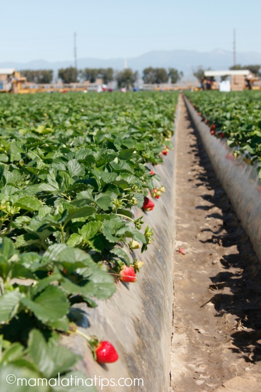 A view of an strawberry farm