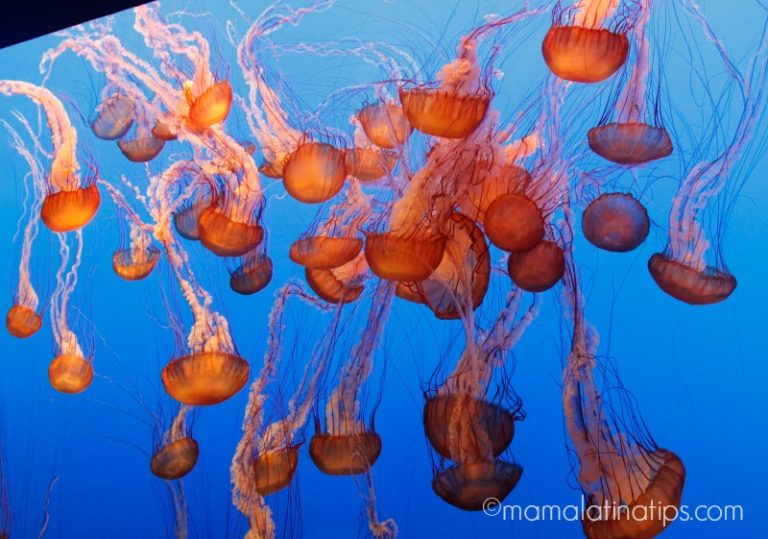 Monterrey aquarium - jelly fish- mamalatinatips.com