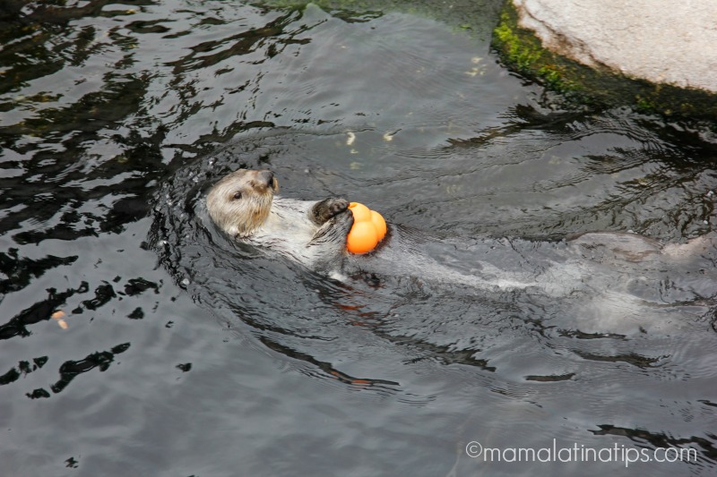 Otter at Monterey Aquarium - mamalatinatips.com