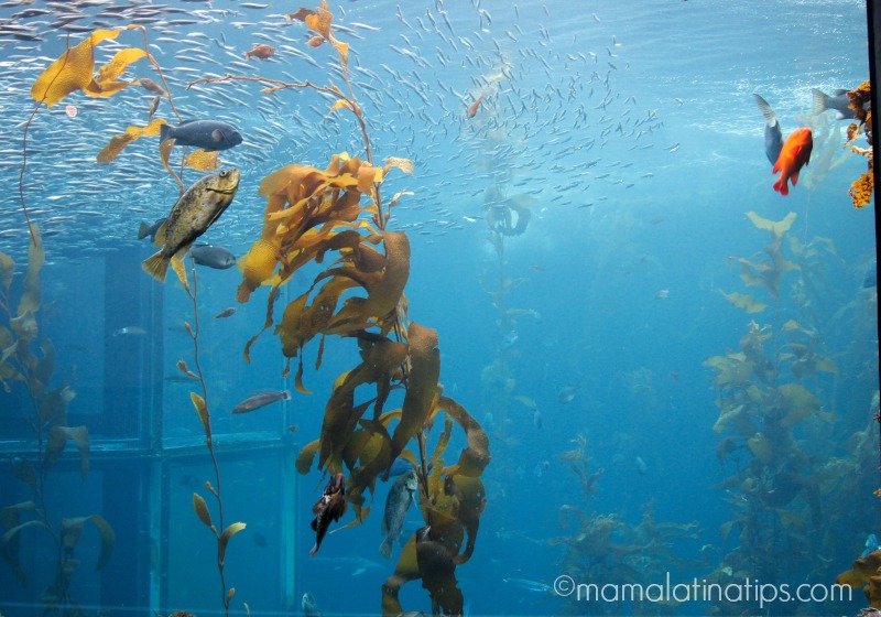 Monterey Aquarium, kelp - mamalatinatips.com