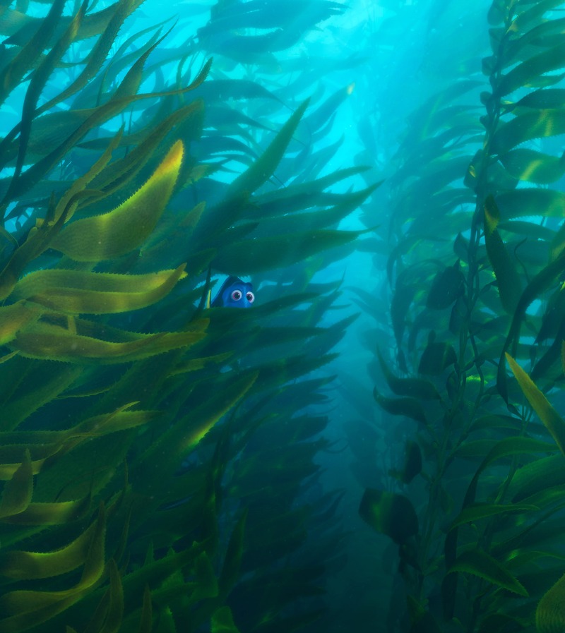 Finding Dory - kelp