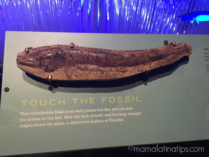 Fossil at Natural History Museum LA - mamalatinatips.com