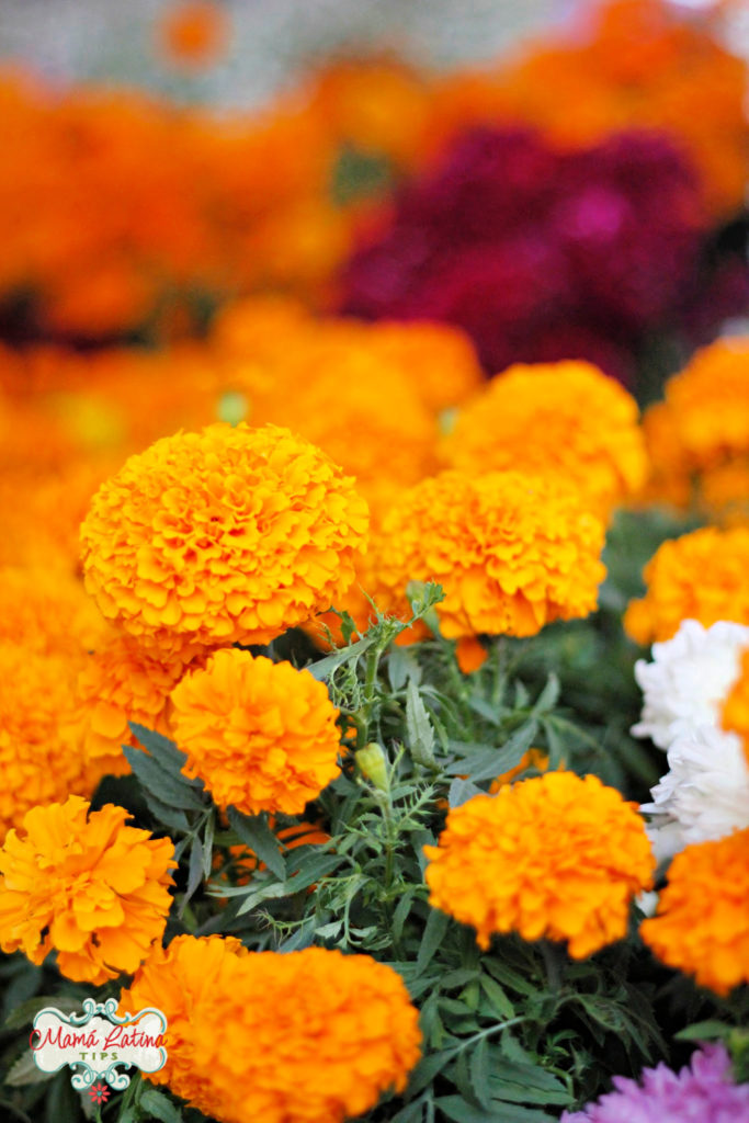 A close up of orange marigold and white flowers.