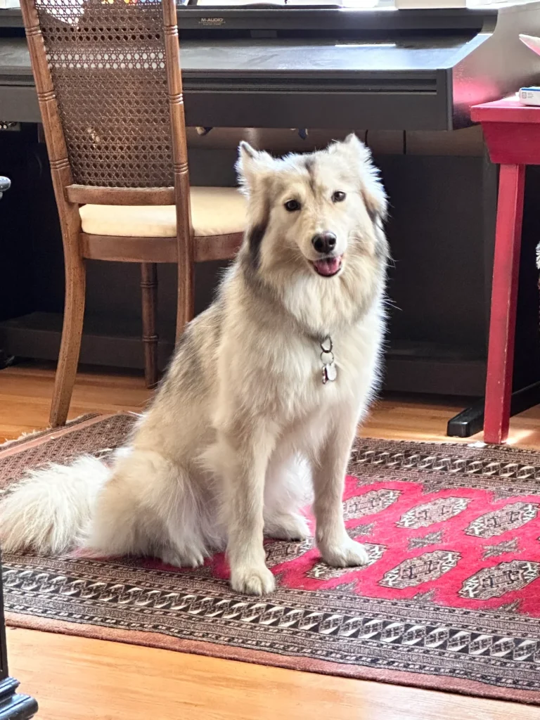 A fluffy, light-colored dog with a bushy tail sits on a patterned rug in front of a chair and a piano, looking toward the camera—just the kind of cozy scene Silvia loves to share on Mama Latina Tips.